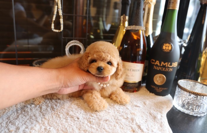 爆毛ドワーフタイプ女の子♡のサムネイル