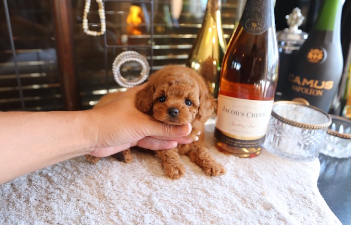 【販売中】ティータイニープードルレッド♡のサムネイル