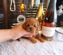 【販売中】ティータイニープードルレッド♡