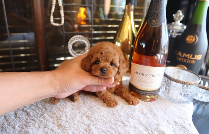 【販売中】ティータイニープードルレッド♡のサムネイル