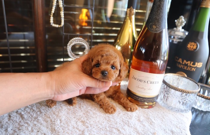 【販売中】ティータイニープードルレッド♡のサムネイル