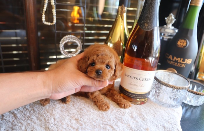 【販売中】ティータイニープードルレッド♡のサムネイル