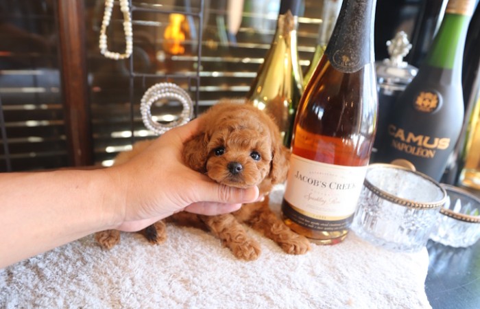 【販売中】ティータイニープードルレッド♡のサムネイル