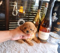 【販売中】ティータイニープードル女の子♡