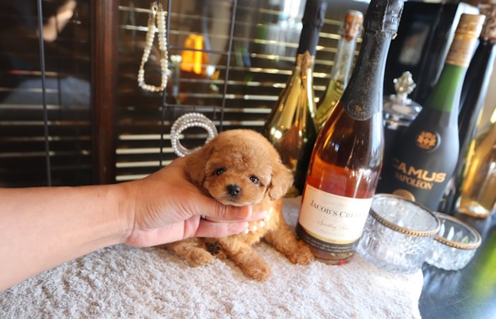 【販売中】ティータイニープードル女の子♡のサムネイル