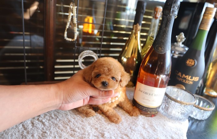 【販売中】ティータイニープードル女の子♡のサムネイル