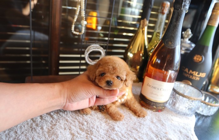 【販売中】ティータイニープードル女の子♡のサムネイル