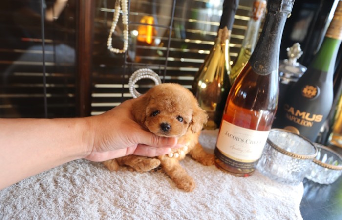 【販売中】ティータイニープードル女の子♡のサムネイル