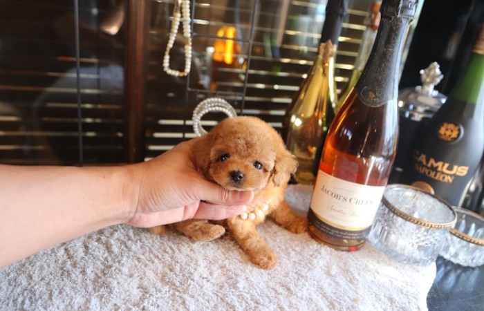 【販売中】ティータイニープードル女の子♡のサムネイル