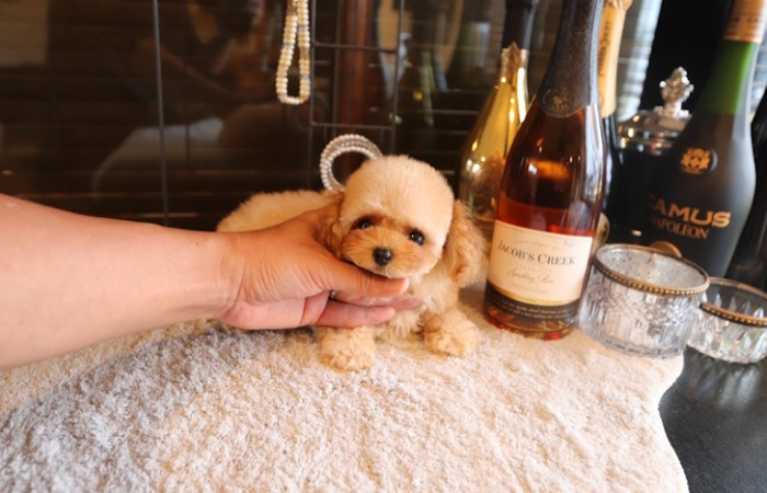 ティーカッププードル女の子♡のサムネイル