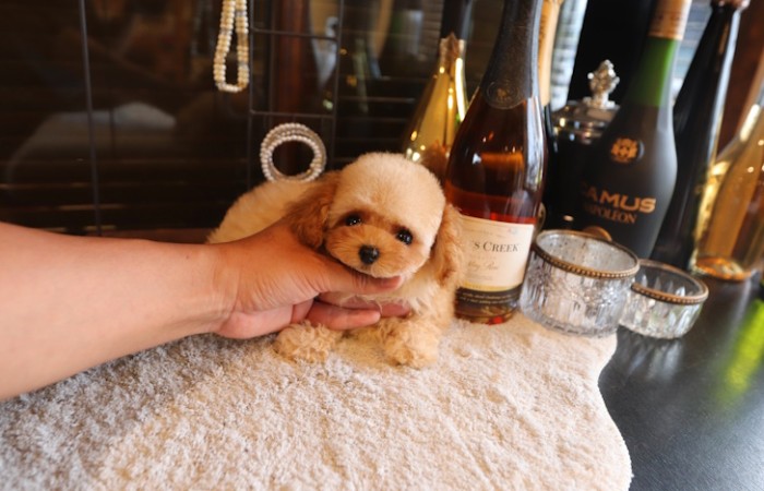 ティーカッププードル女の子♡のサムネイル