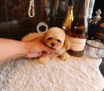 ティーカッププードル女の子♡