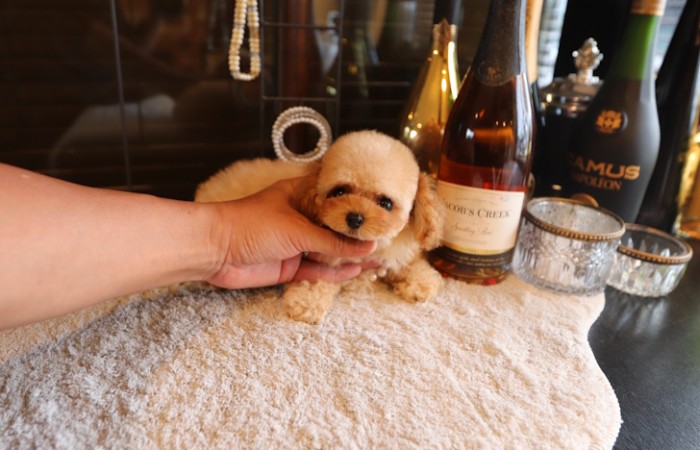 ティーカッププードル女の子♡のサムネイル