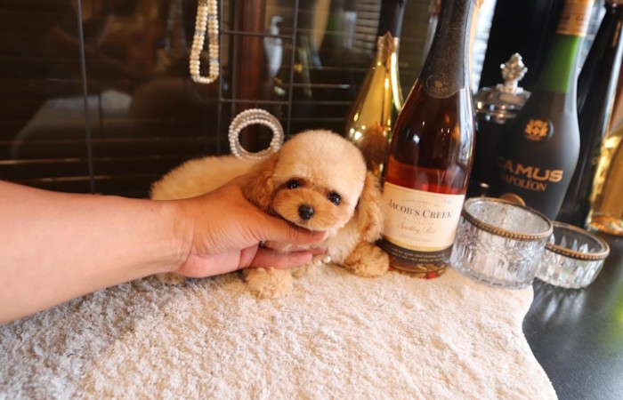 ティーカッププードル女の子♡のサムネイル