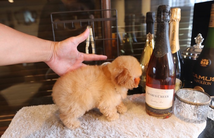 ティーカッププードル女の子♡のサムネイル