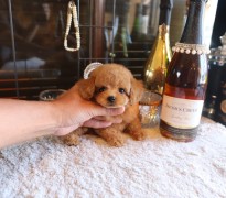 ティータイニープードル女の子♡