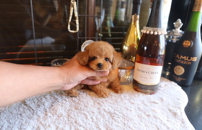 ティータイニープードル女の子♡のサムネイル