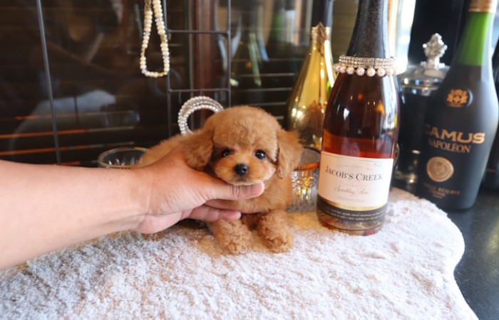 ティータイニープードル女の子♡のサムネイル