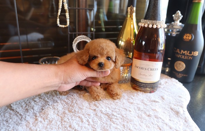 ティータイニープードル女の子♡のサムネイル