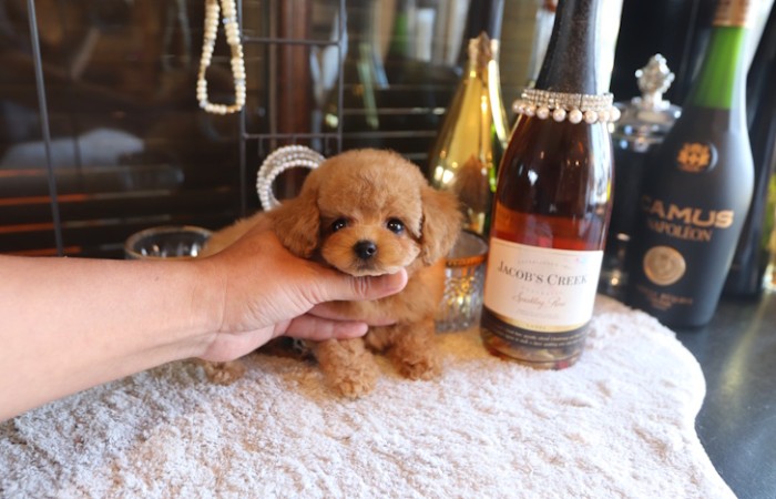 ティータイニープードル女の子♡のサムネイル