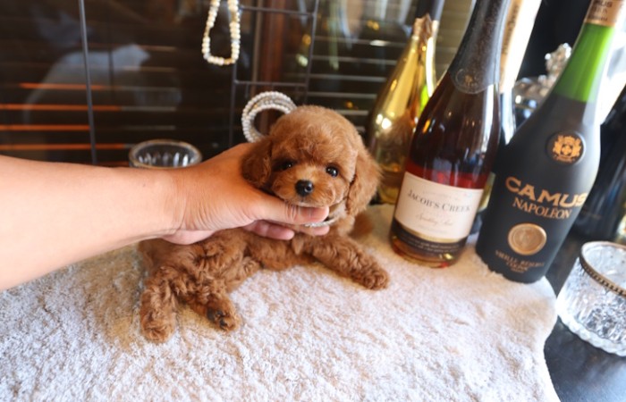 ティーカッププードルレッド女の子♡のサムネイル