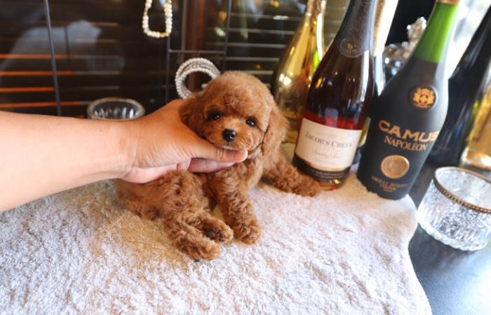 ティーカッププードルレッド女の子♡のサムネイル