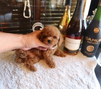 ティーカッププードルレッド女の子♡