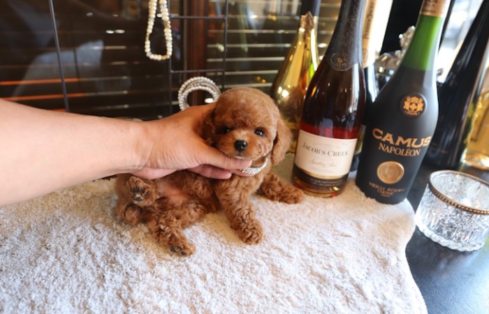 ティーカッププードルレッド女の子♡のサムネイル