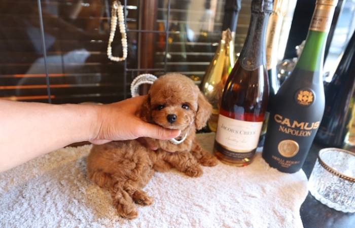 ティーカッププードルレッド女の子♡のサムネイル