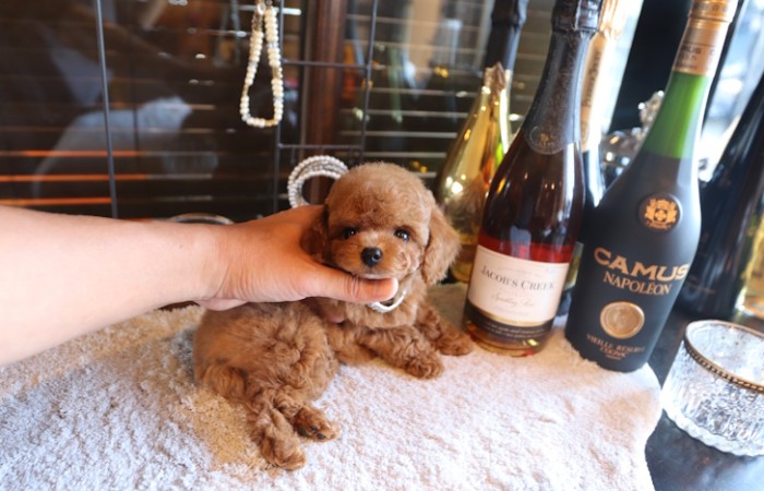 ティーカッププードルレッド女の子♡のサムネイル