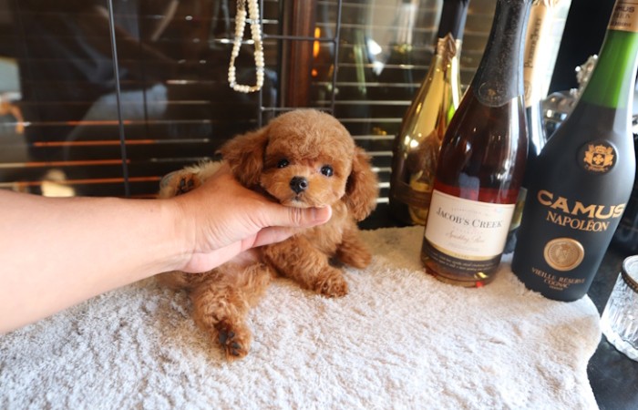 ティーカッププードル女の子♡のサムネイル