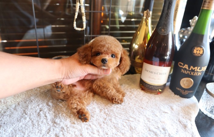 ティーカッププードル女の子♡のサムネイル