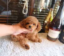 ティーカッププードル女の子♡