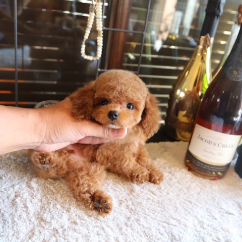 トイプードル仔犬一覧 | TOYANGEL