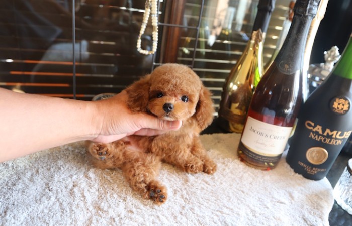 ティーカッププードル女の子♡のサムネイル