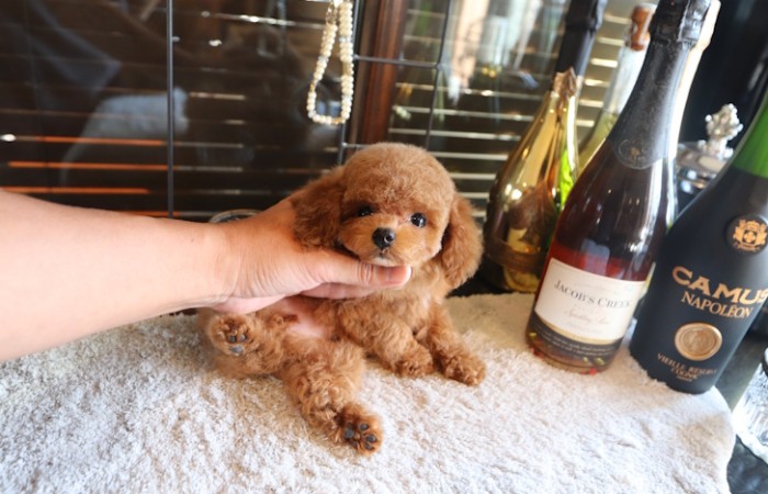 ティーカッププードル女の子♡のサムネイル