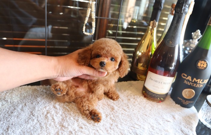 ティーカッププードル女の子♡のサムネイル