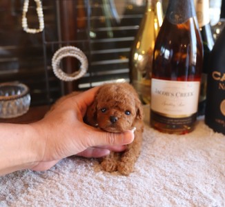 「10月15日生まれのタイニープードル育児記録。埼玉、東京で小さめプードルを探している方へ」