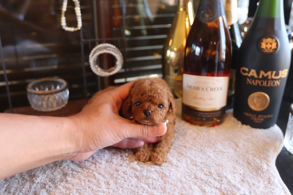 「10月15日生まれのタイニープードル育児記録。埼玉、東京で小さめプードルを探している方へ」