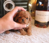 【販売中】ティータイニープードル男の子♡