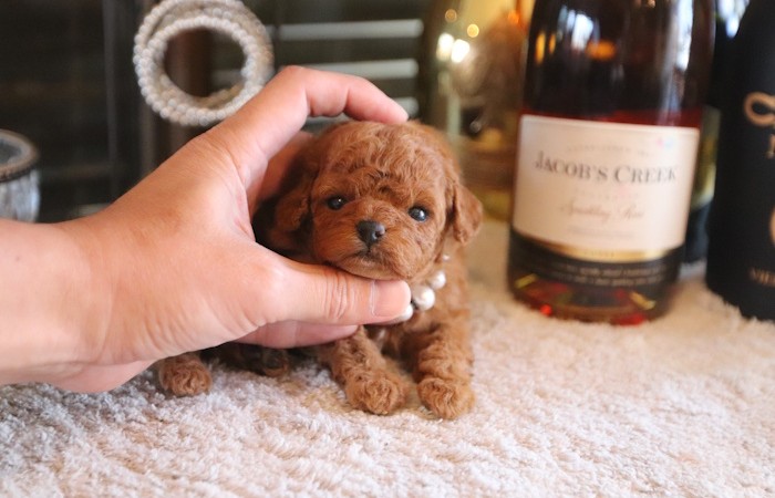 【販売中】ティータイニープードル男の子♡のサムネイル