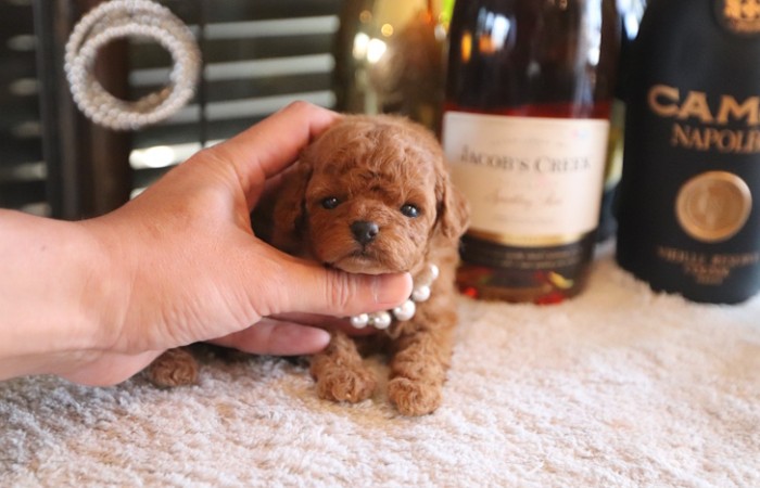 【販売中】ティータイニープードル男の子♡のサムネイル