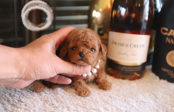 【販売中】ティータイニープードル男の子♡のサムネイル