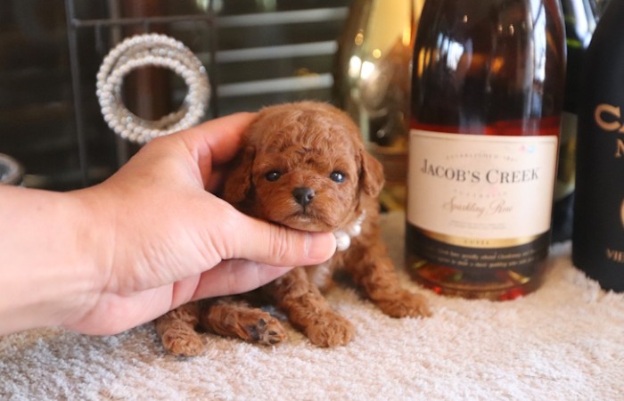 【販売中】ティータイニープードル男の子♡のサムネイル