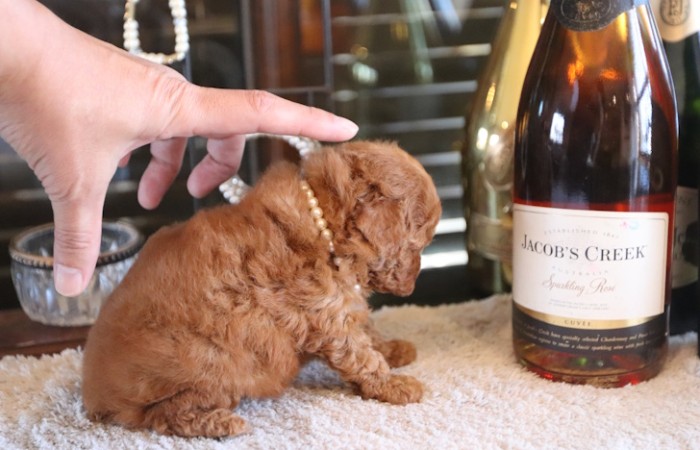 【販売中】ティータイニープードル男の子♡のサムネイル