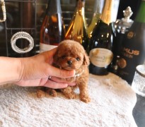 【販売中】ティータイニープードル男の子♡