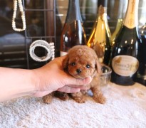 【販売中】ティータイニープードル男の子♡