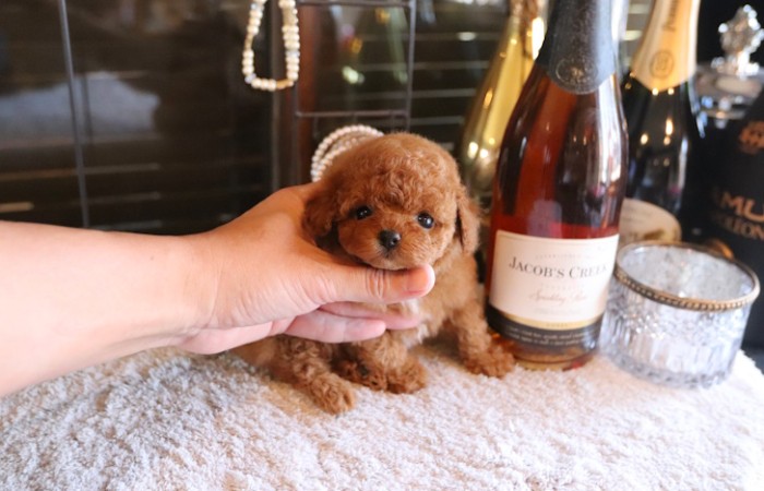 ティータイニープードル男の子♡のサムネイル