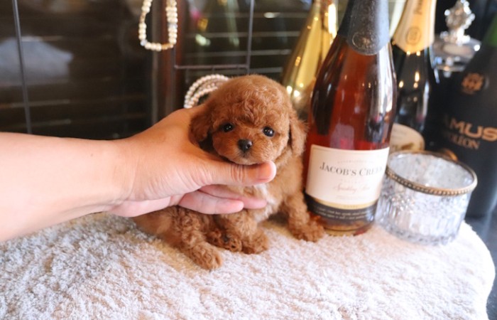 ティータイニープードル男の子♡のサムネイル