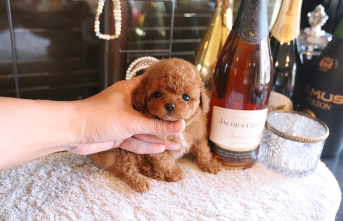 ティータイニープードル男の子♡のサムネイル